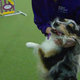 Image for article titled Holster, Dog Agility Champion, We Salute You